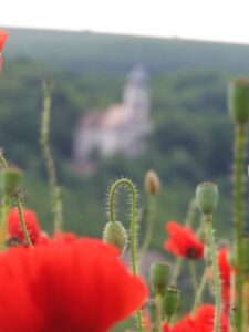 Mucsi 2014. Frühling und Sommer.